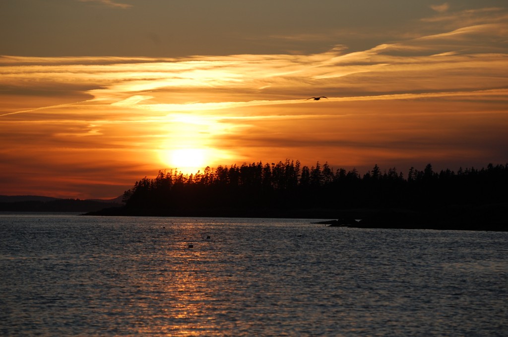 Sunset Sun Bird Water